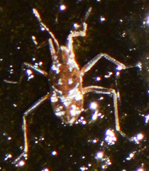 Microvelia americana