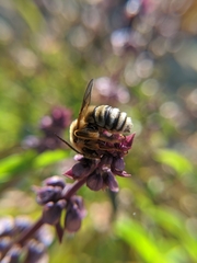 Svastra obliqua expurgata