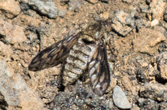 Conophorus fenestratus