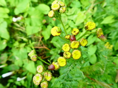 Rhopalomyia tanaceticola