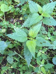 Urtica dioica