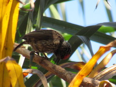 Picumnus albosquamatus