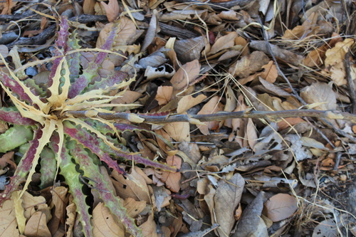 Hechtia subalata