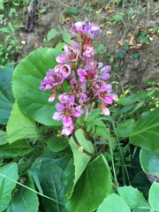 Bergenia