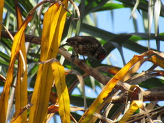Picumnus albosquamatus