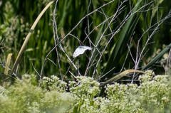 Pontia sisymbrii