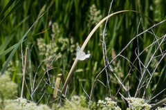 Pontia sisymbrii