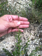 Dalea tenuis