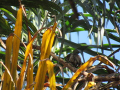 Picumnus albosquamatus