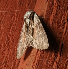 Hyppa contrasta