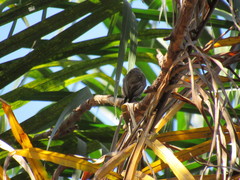 Picumnus albosquamatus