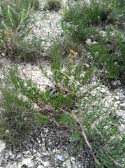 Dalea tenuis