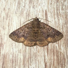 Pericyma cruegeri