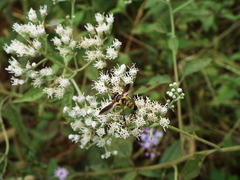 Trichopoda