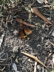 Cryptocheilus annulatus