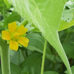 Abutilon theophrasti