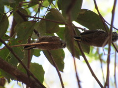 Picumnus albosquamatus