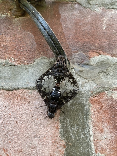 Tiger Bee Fly, photo 6 of 9