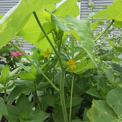 Abutilon theophrasti