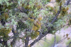 Arceuthobium oxycedri