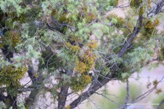 Arceuthobium oxycedri