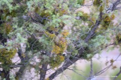 Arceuthobium oxycedri