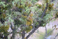 Arceuthobium oxycedri