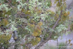 Arceuthobium oxycedri