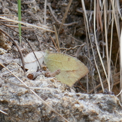 Abaeis mexicana