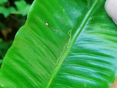 Phytomyza scolopendri