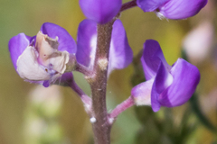 Lupinus caudatus caudatus