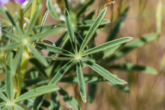 Lupinus caudatus caudatus