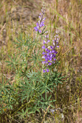 Lupinus caudatus caudatus