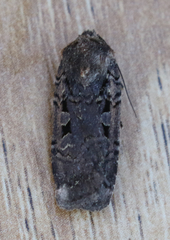 Parabagrotis