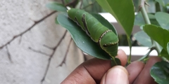 Papilio polytes