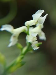 Ceratocapnos claviculata