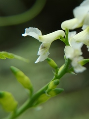 Ceratocapnos claviculata