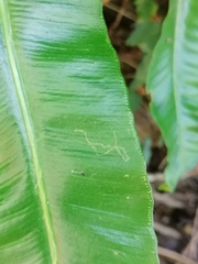 Phytomyza scolopendri