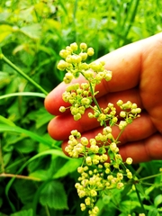 Galium rubioides