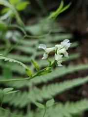 Ceratocapnos claviculata