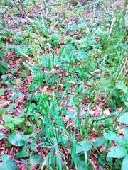 Dactylis glomerata lobata