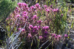 Castilleja angustifolia