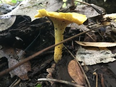 Cantharellus chicagoensis