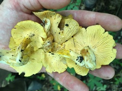 Cantharellus chicagoensis