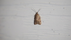 Cenopis diluticostana