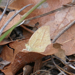 Abaeis mexicana
