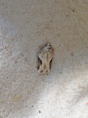 Acleris subnivana