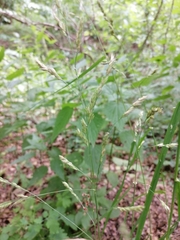 Dactylis glomerata lobata