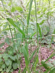 Dactylis glomerata lobata
