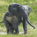 Αφρικανικός Ελέφαντας Του Δάσους - Photo (c) Wich'yanan L, μερικά δικαιώματα διατηρούνται (CC BY), uploaded by Wich'yanan L